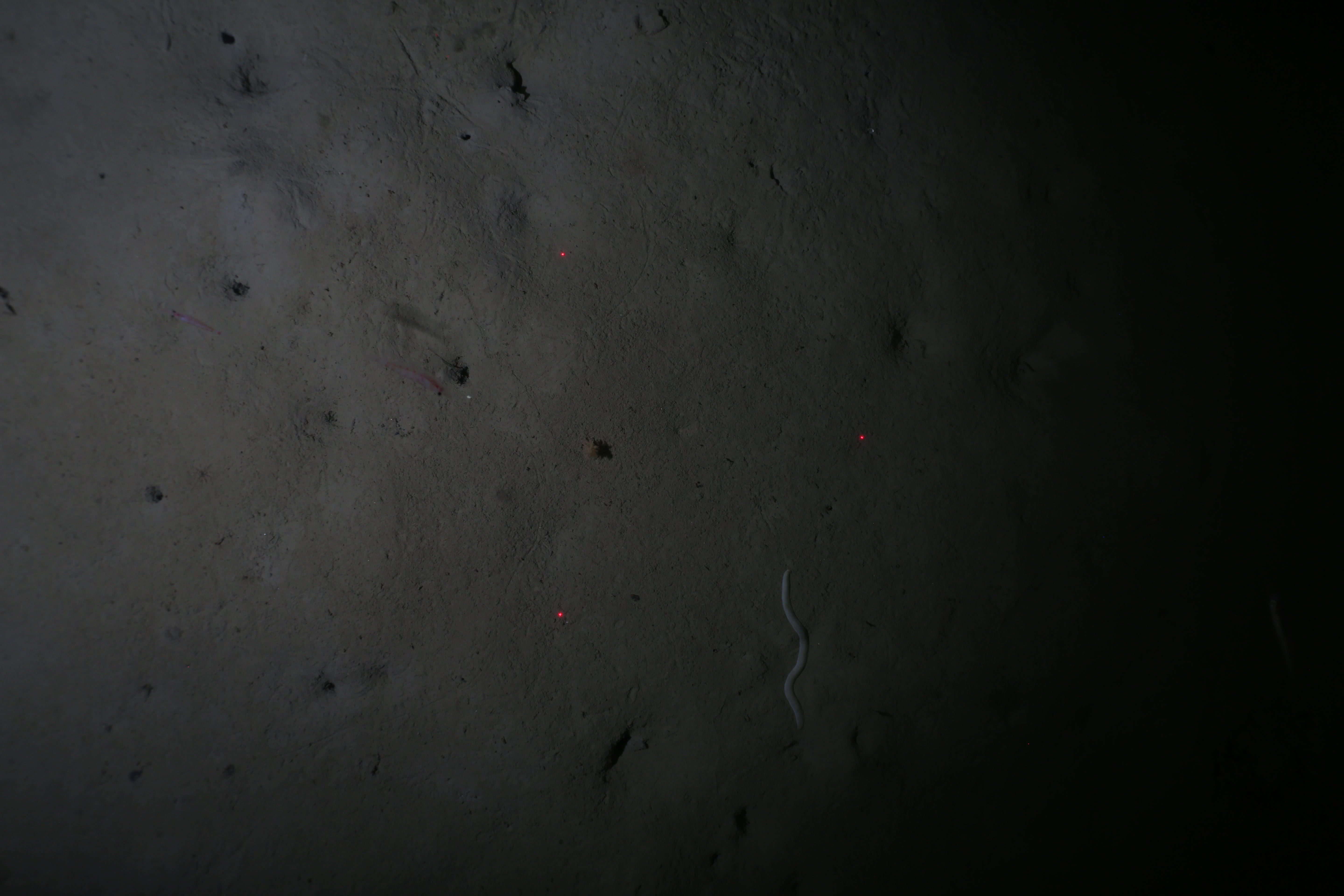 Raw Antarctic seabed survey image containing a suspected worm